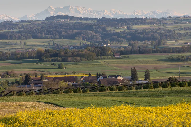 Das Thurtal bei Opfershofen, im Vordergrund ein Rapsfeld, dahinter die Alpen