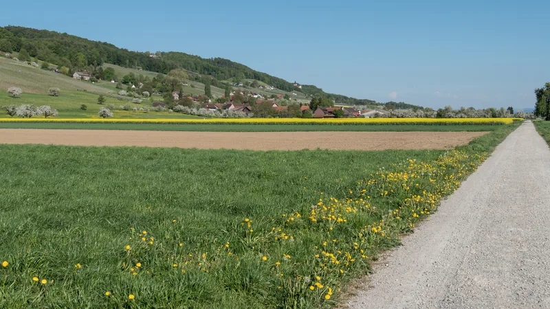Ein Feldweg im Thurtal bei Boltshausen