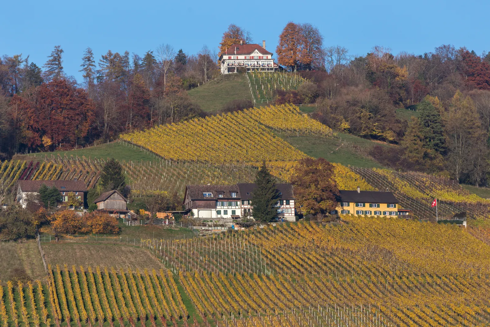 Weinberge am Ottenberg bei Weinfelden im Thurgau